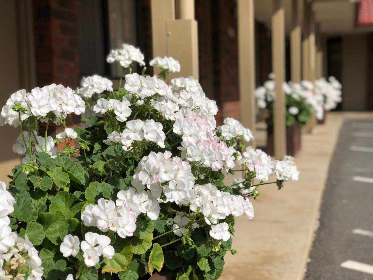 Elm Tree Motel Warrnambool Dış mekan fotoğraf